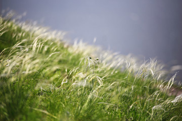 close-up grass on the riverback. spring. macro