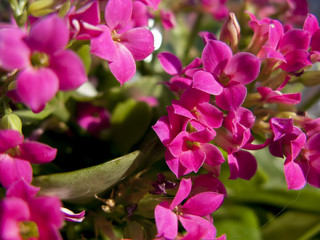 background of flowers and nature, spring concept and joy