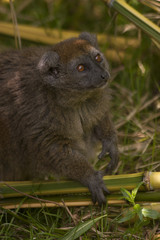 A Aloatra bamboo lemur hidding in the bamboo