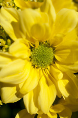 flowers and daisies with large petals and vivid colors, spring i