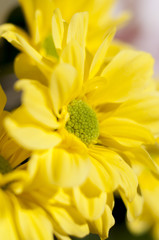 flowers and daisies with large petals and vivid colors, spring i