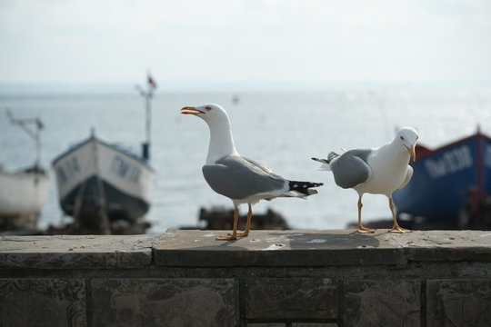 Чайки на набережной в прибрежном городе