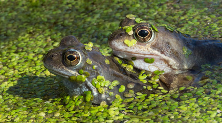 Common Frogs (Rana temporaria)
