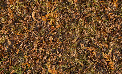 Old autumn seeds and leaves in the early spring, background