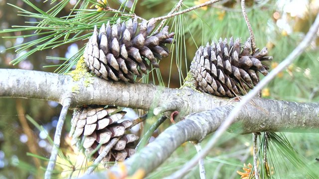 Dry and open pinecones in the tree
