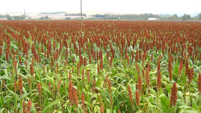 Sorghum field, named also durra, jowari, or milo