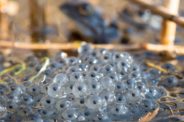 Laichballen vom Moorfrosch (Rana arvalis)