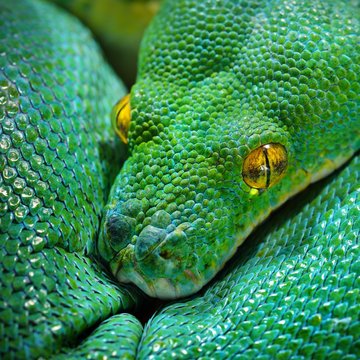 green tree python Morelia viridis