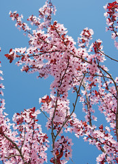Kirschblüte, Frühling, Sakura
