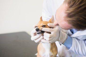 Veterinarian examining dogs teeth