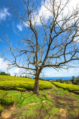 Lonely tree on the mountain at beautiful landscape of tea planta