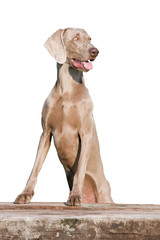 Portrait of nice weimaraner dog on white background