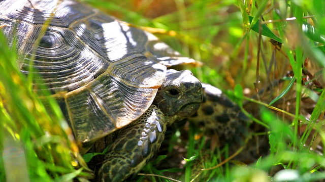 Brown turtle hiding in grass at summer day