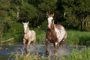 Nice mare with foal running