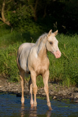 Portrait of nice foal