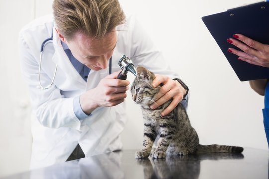 Veterinarian examining ear of kitten with otoscope