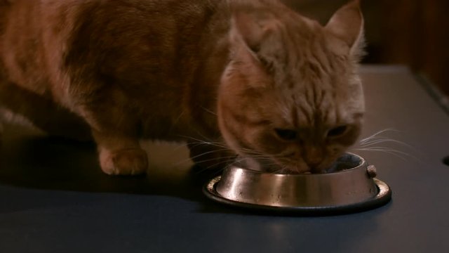 Red Cat Has a Metal Bowl