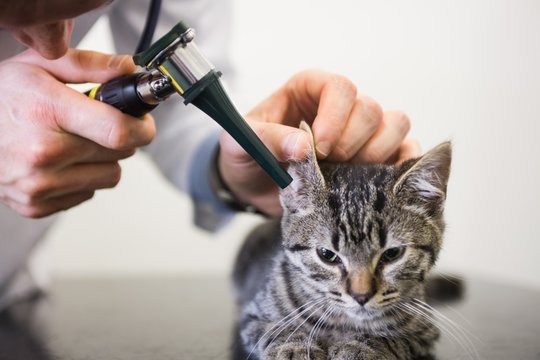 Veterinarian examining ear of kitten with otoscope