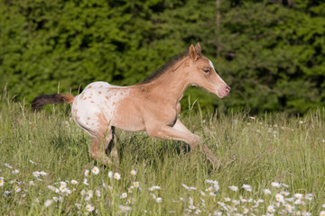 Obraz na płótnie Canvas Nice appaloosa foal running