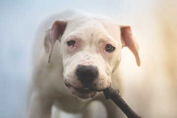 American staffordshire terrier puppy gnaws a wooden stick