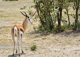 Naklejka na ściany i meble Springbok antelope in Africa
