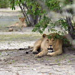 Lioness in bush,  Namibia