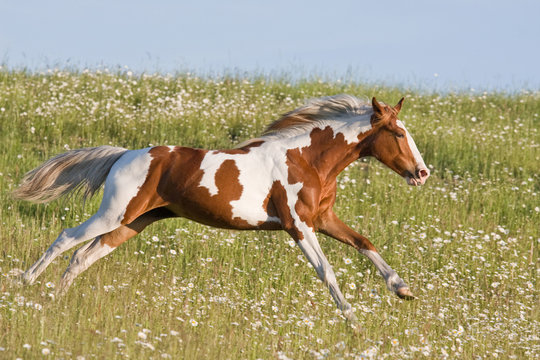 Nice young appaloosa horse running