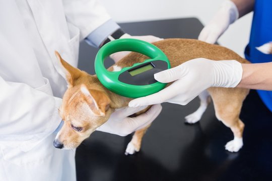 Vets examining little dog 