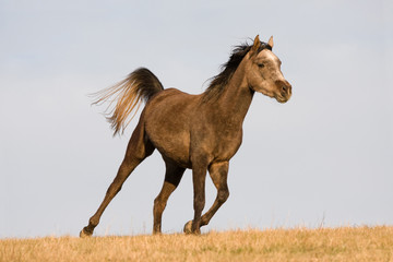 Fototapeta na wymiar Arabian horse enjoys running across the meadow