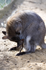 Naklejka premium female with young in a pouch, Bennett's wallaby, Macropus rufogriseus