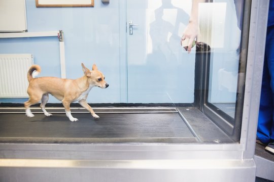 Dog running hydrotherapy treadmill in clinic