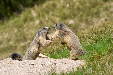 Two marmots fighting for territory