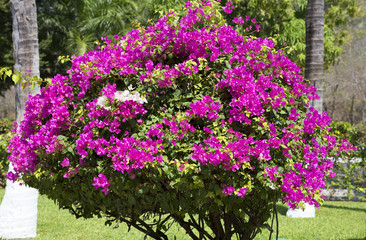 Куст Бугенвиллии