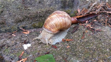 Große Welt, kleine Schnecke