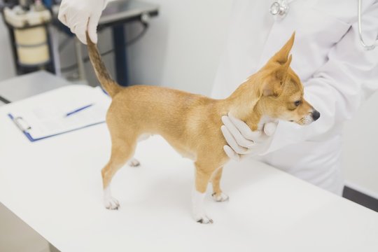 Mid-section of vet examining dog