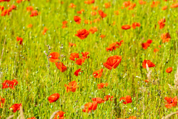 Red poppies in a summer meadow on sunny day