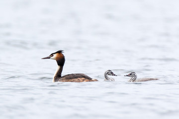 Great Crested Grebe (Podiceps cristatus).