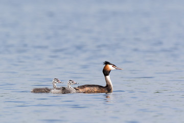 Great Crested Grebe (Podiceps cristatus).