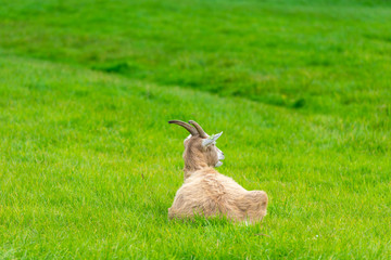 Naklejka na ściany i meble goat eating of green grass at farm