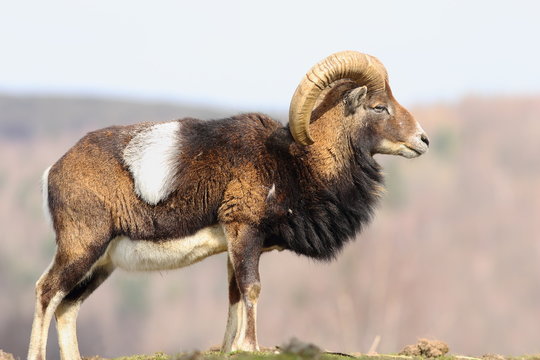 beautiful majestic mouflon ram