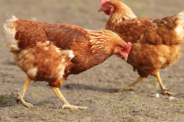 hen looking for food in farm yard