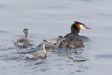 Great Crested Grebe (Podiceps cristatus).