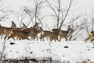 Obraz premium herd of roe deers in an overcast winter day