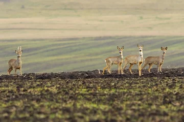 Selbstklebende Fototapeten Herde von Rehen auf landwirtschaftlichem Feld © taviphoto
