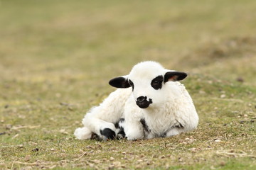 lazy white lamb