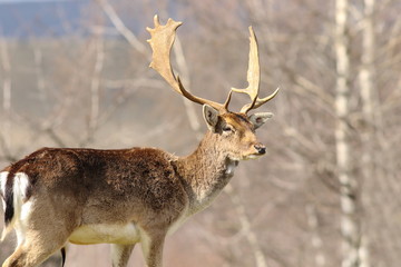 majestic fallow deer stag