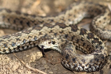 male meadow viper ready to strike