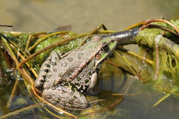 marsh frog