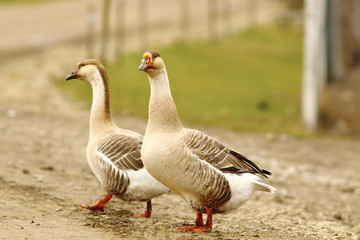 Naklejka na ściany i meble two geese on rural road