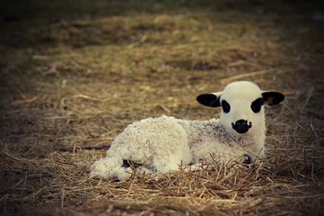 white lamb laying on green lawn